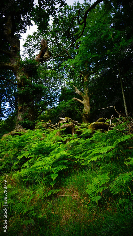 Fairytale forest Fairytale forest