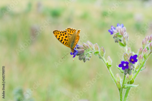 butterfly on a flower - Kleine parelmoervlinder - Issoria lathonia