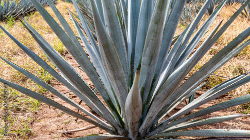 Close up of a blue agave plant in an agricultural agave plantation in a rural field, plant with which tequila is made, sunny day in Amatitlán, Jalisco, Mexico