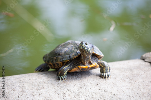 Turtles lie in the sun on the pipes