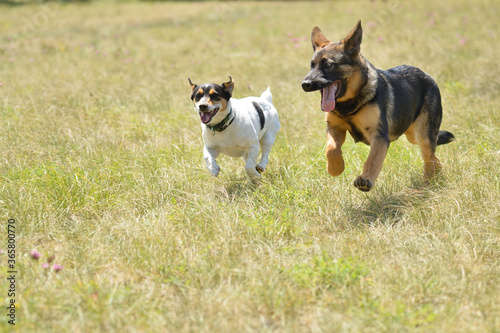 Berger Allemand et Jack Russel courants