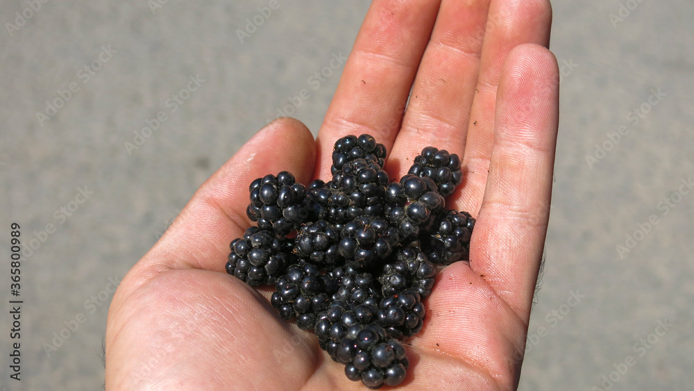Organic fruit. Farmers hands with freshly harvested blackberry fruit. Fresh organic blackberries with dirty hands. Organic fruit. Farmers hands with freshly harvested blackberry fruit. Fresh organic blackberries with dirty hands.