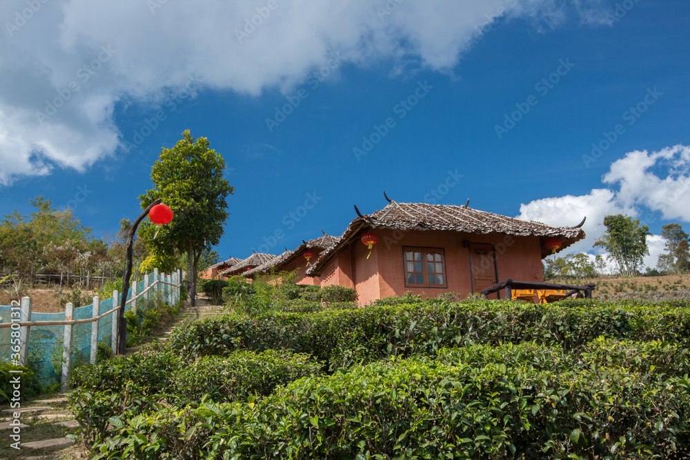 Traditional Chinese style hut in the Tea farm at Rak Thai Village, Thailand