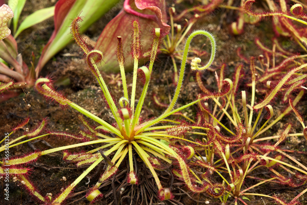 Sydney Australia, sundew plant with sticky red mucilage to catch insects in garden Sydney Australia, sundew plant with sticky red mucilage to catch insects in garden