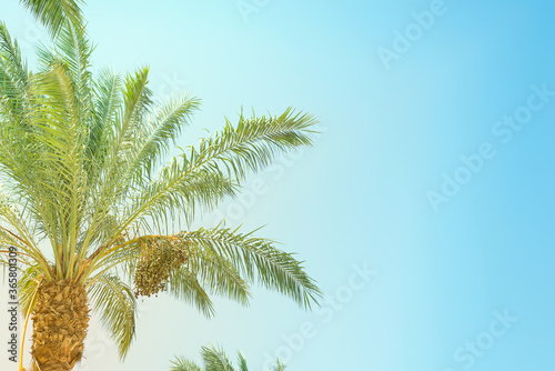 Natural tropical green palm s leaves and sky.