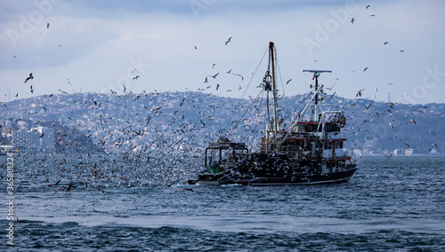 Photography Fishing boat carrying lots of fishes in its back is returning back to the harbour and hundreds of seagulls are chasing the boat to feed themselves
