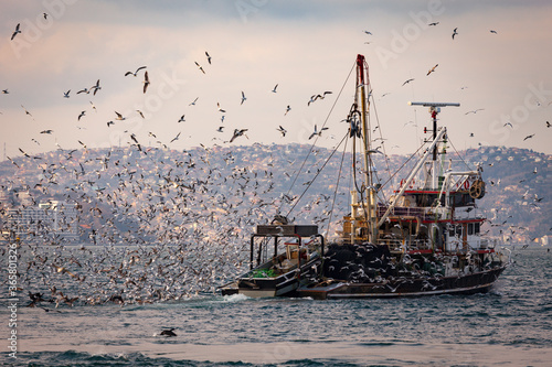 Fishing boat heavily loaded by fishes in its back is being followed by hundreds of seagulls so that they can be fed as well. Seagull attack to fishing boat in Istanbul, Bosporus. Fishing season.