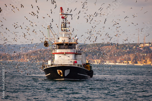 Fishing boat out on the water of Bosphorus, Istanbul returning to the bay and tens of seagulls are chasing the boat to grab a fish from it. Fishing season.
