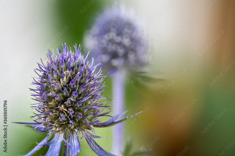 ryngium planum, the blue eryngo or Mannstreu in German ryngium planum, the blue eryngo or Mannstreu in German