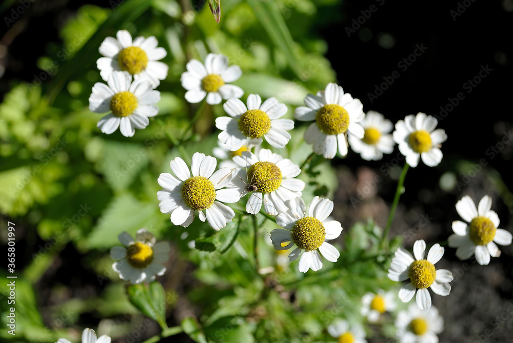 Camomiles Camomiles