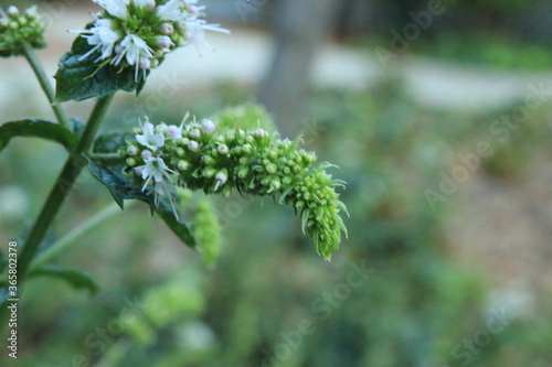 Mint's small flowers_4132