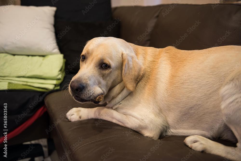 Obraz premium Labrador dog on soda holding bone in mouth at home