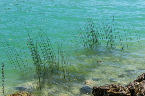 Fresh green grass in the turquoise blue water