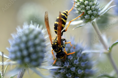 Bienenwespe auf einer Mannstreublüte photo