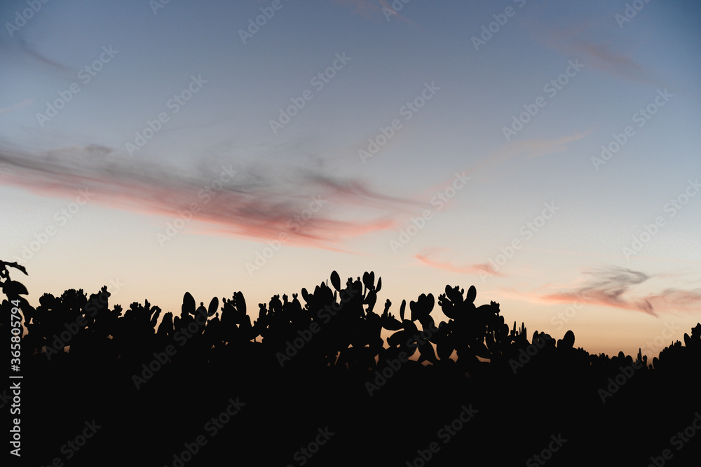 Silueta negra de unos cactus con un cielo naranja y azul al atardecer