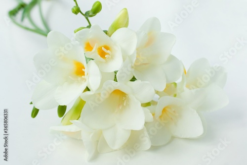 Close up blossom of beautiful white  freesia (Iridaceae, Ixioideae) flower with buds on light background. Delicate soft pastel creamy and yellow colors. Shallow depth of focus. Spring, love and beauty