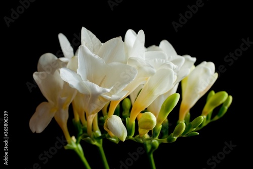 Close up blossom of beautiful white freesia (Iridaceae, Ixioideae) flower with buds on high contrast black background. Pastel creamy and yellow colors. Shallow depth of focus. Spring, love and beauty