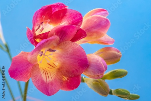 Close up blossom of beautiful pink freesia (Iridaceae, Ixioideae) flower with buds on high contrast blue background. Shallow depth. Fresh fashion bright neon colors, modern trend in color combination. photo