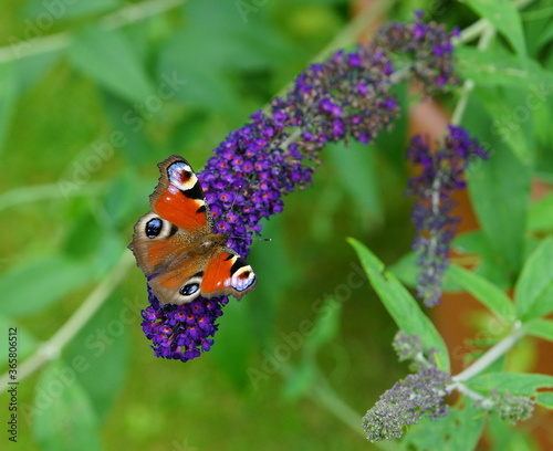 Butterfly peakock on the blossom  of the summer lilac photo