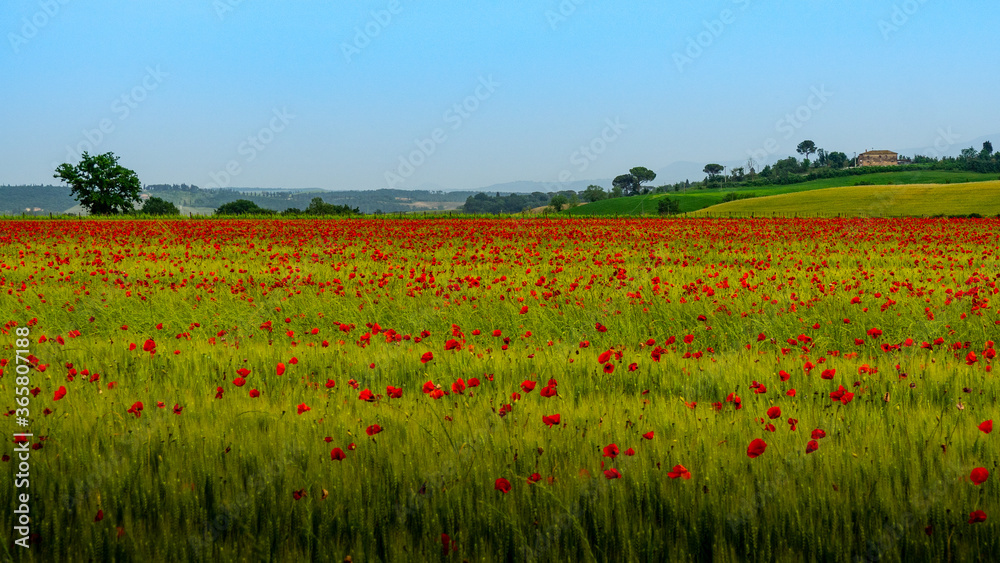 Red poppy field in Tuscany Italy