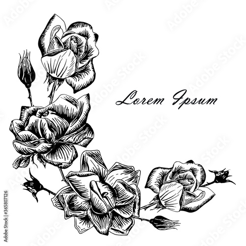 Rose background frame, Lorem Ipsum. Flowers stroke monochrome hand drawn ink sketch for web, for print