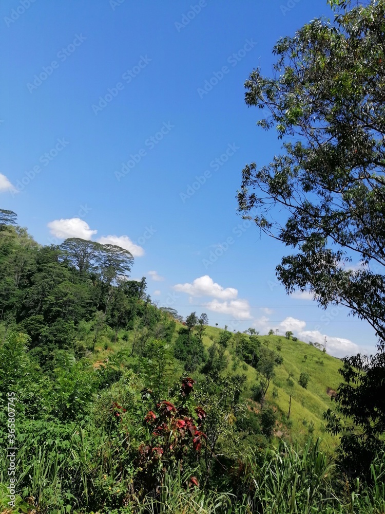 Obraz premium forest in the mountains