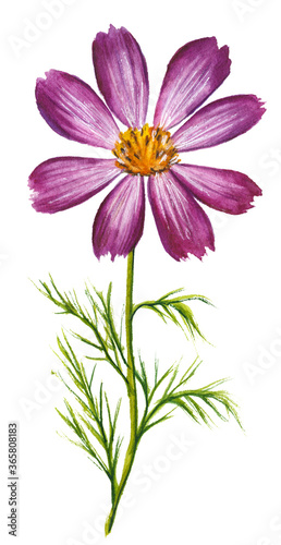 Vector watercolor illustration of purple cosmos flower isolated on white background. Hand drawn colorful floral element for wedding invitations, greeting cards, scrapbooking