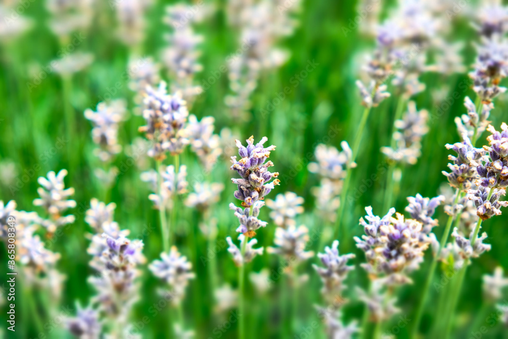 green field of spring flowers green field of spring flowers