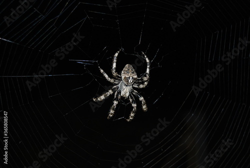 Mature Female Araneus diadematus  European Garden Spider  Araneidae Family  Orb weaving spider