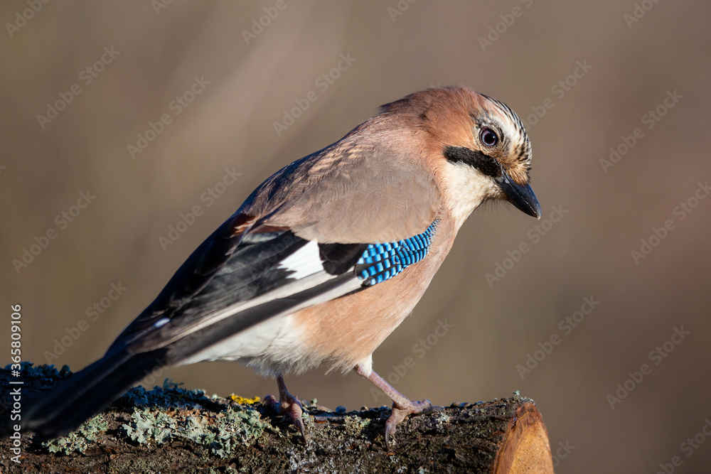 Eurasian Jay
