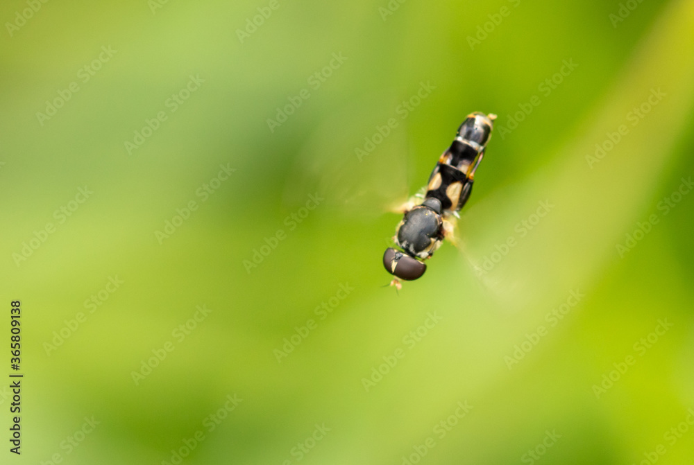 A bee in flight in nature.