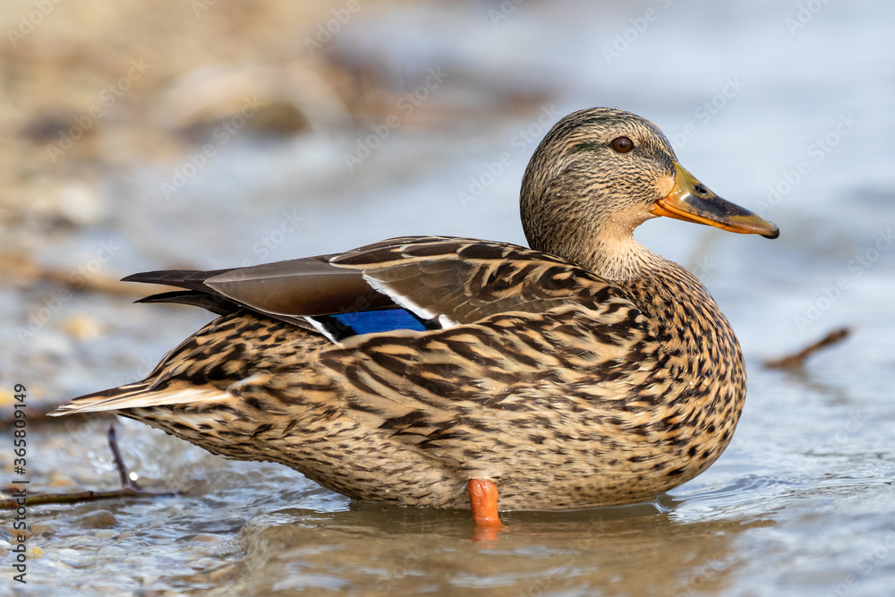 Female mallard duck