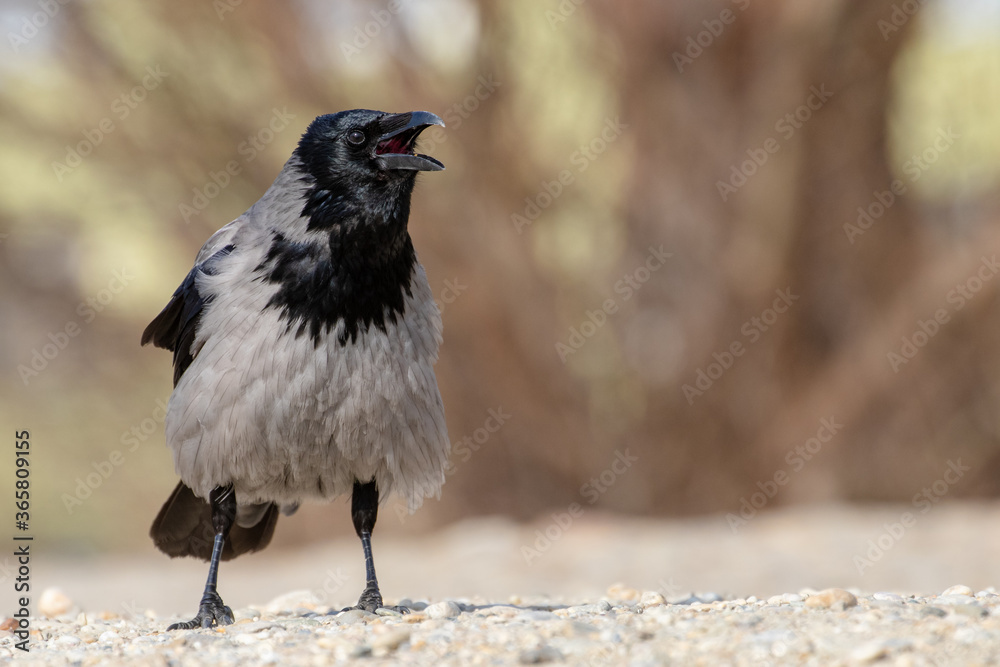Hooded crow
