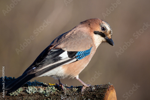 Obraz na płótnie Eurasian Jay w salonie
