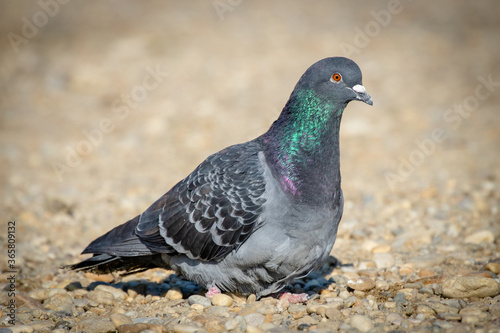 Obraz na płótnie Pigeon w salonie