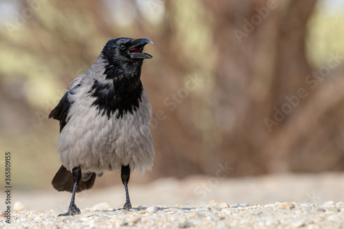 Obraz na płótnie Hooded crow w salonie