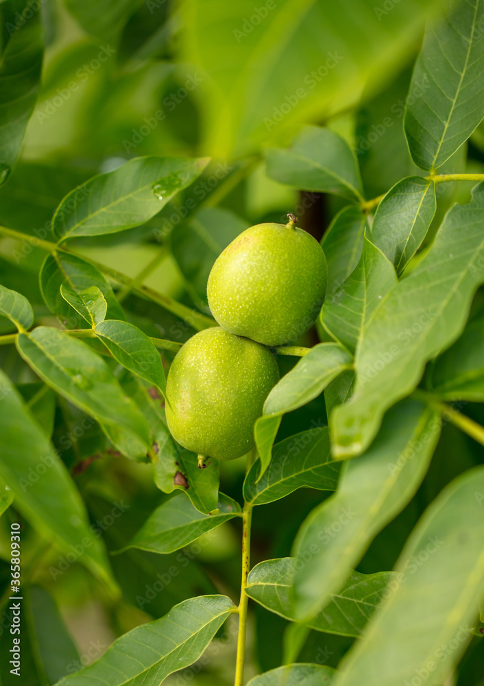 Walnuts on tree branches in the summer.