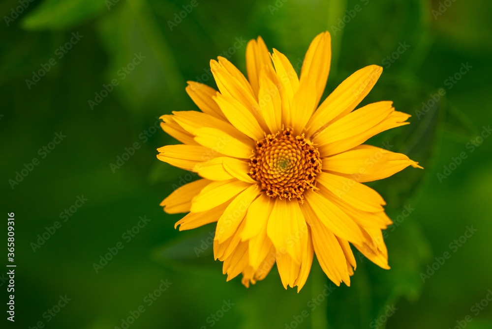 Beautiful yellow flowers in the summer park. Beautiful yellow flowers in the summer park.