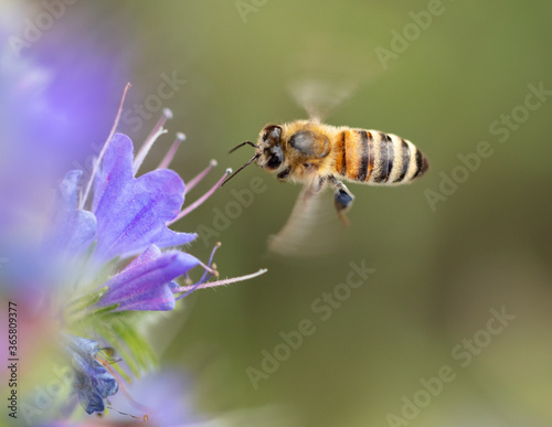 A bee collects honey on blue flowers © schankz