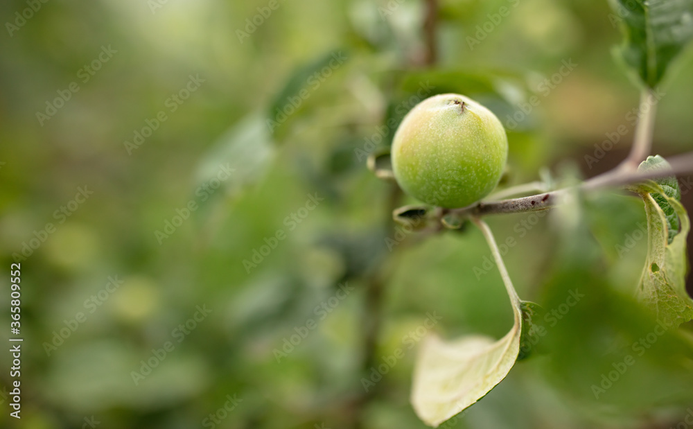 Apples on the branches of trees in the summer.