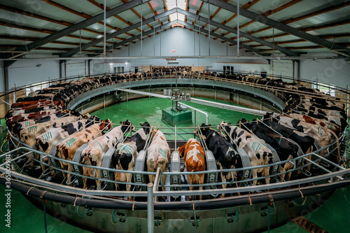 Obraz na plátně Milking cows by automatic industrial milking rotary system in modern diary farm