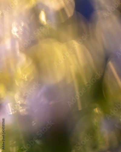 Bokeh of blue flowers in nature © schankz