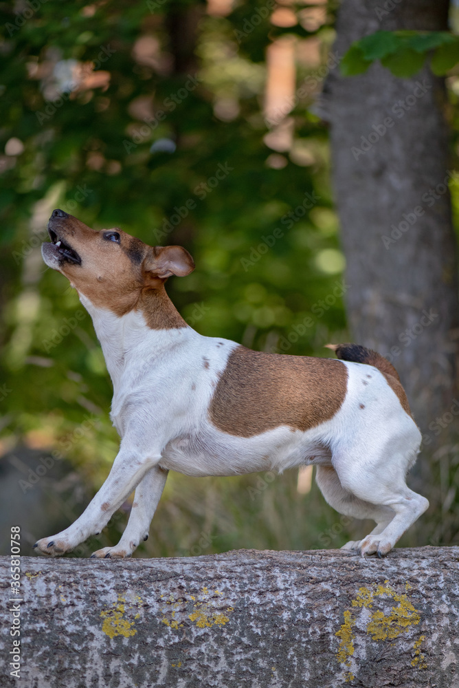 Portrait of Jack Russell Terrier on a lying tree in the forest. Close-up photographed. Portrait of Jack Russell Terrier on a lying tree in the forest. Close-up photographed.