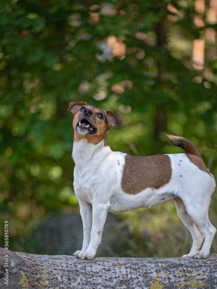 Portrait of Jack Russell Terrier on a lying tree in the forest. Close-up photographed.