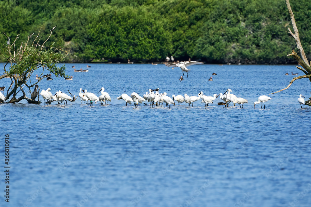 A white spoonbill flies above a large group of spoonbills standing in water