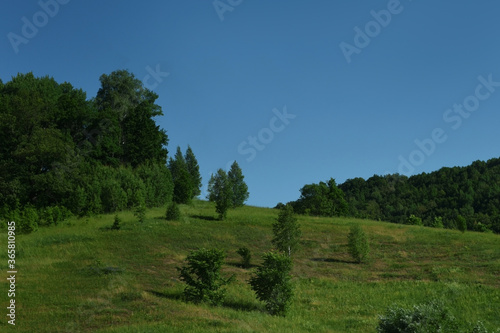 landscape with trees