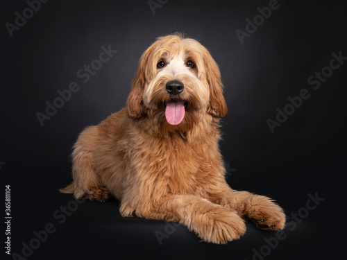Friendly red apricot young adult Labradoodle / Cobberdog,laying down side ways. Looking towards camera with brown eyes. Isolated on black background. Mouth open, tongue out.