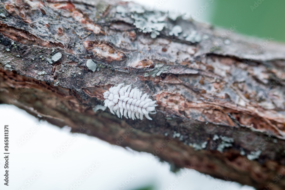 macro insecte blanc cotonneux sur une branche d'arbre macro insecte blanc cotonneux sur une branche d'arbre