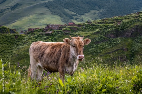 Portrait of cute brown cow grazing in the green field of National Park Alaniya. North Ossetia, Russia. photo