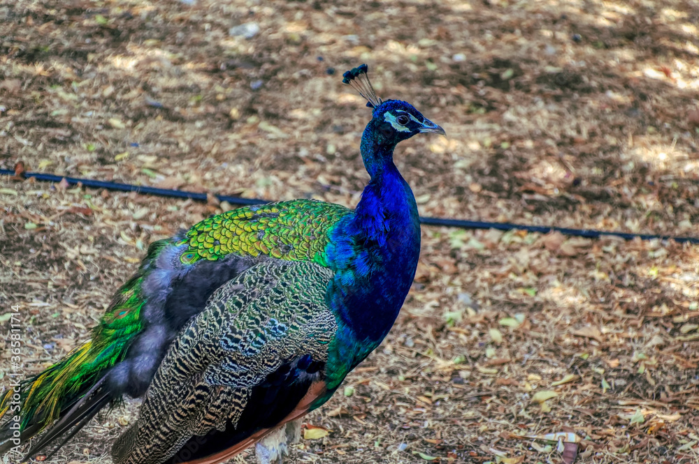 Naklejka premium Peacock, in free walk inside its habitat.